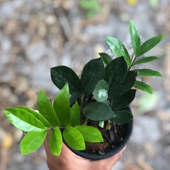 The Plant Bazaar Accessories - 🍂FALL SALE🍂4” House Plant - ZZ Plant
